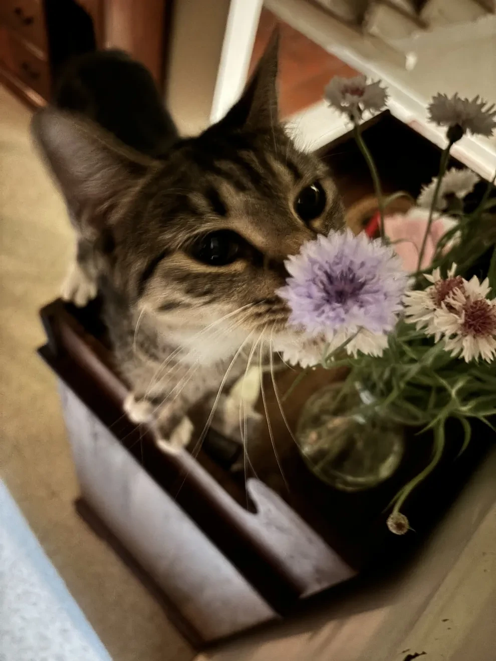 My cat, Bella, smelling a flower